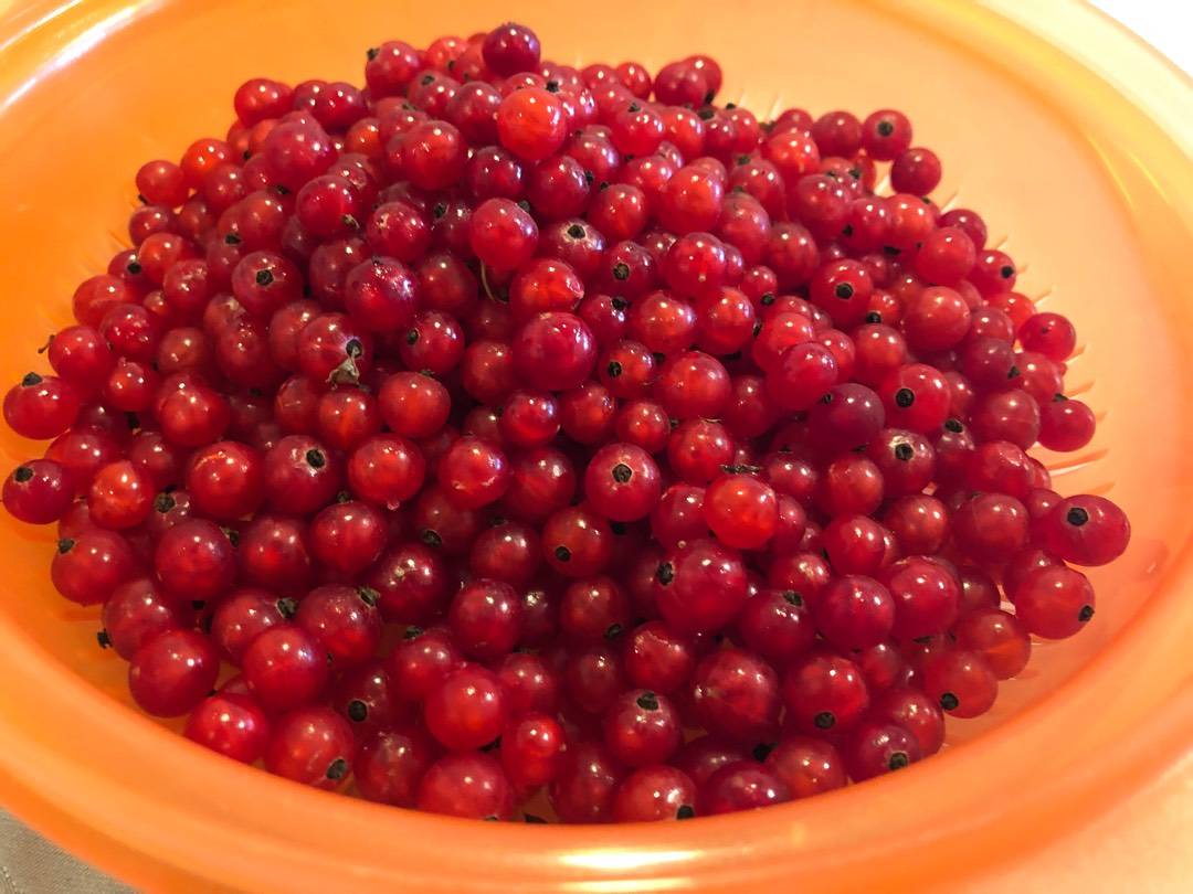 Ribizlizselé (lekvár) recept – 1. lépés
